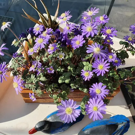 Modern Times Alojamento de Acomodação e Pequeno-almoço Amesterdão